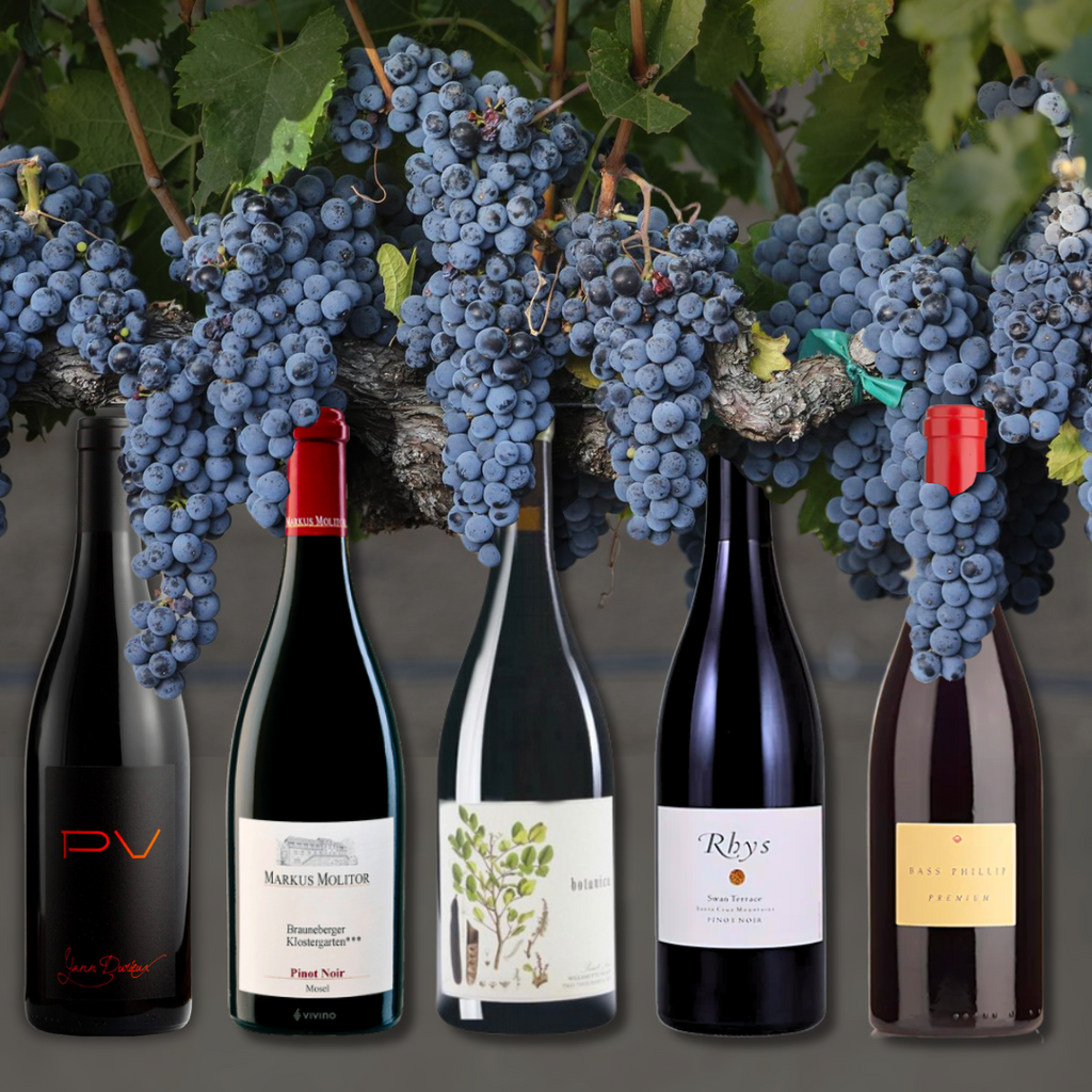 [CLOSED]  International Pinot Noir Day Walkabout | 18 Aug 2023