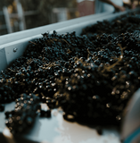 Global Pinot Noir Alternatives | 11 December 2024